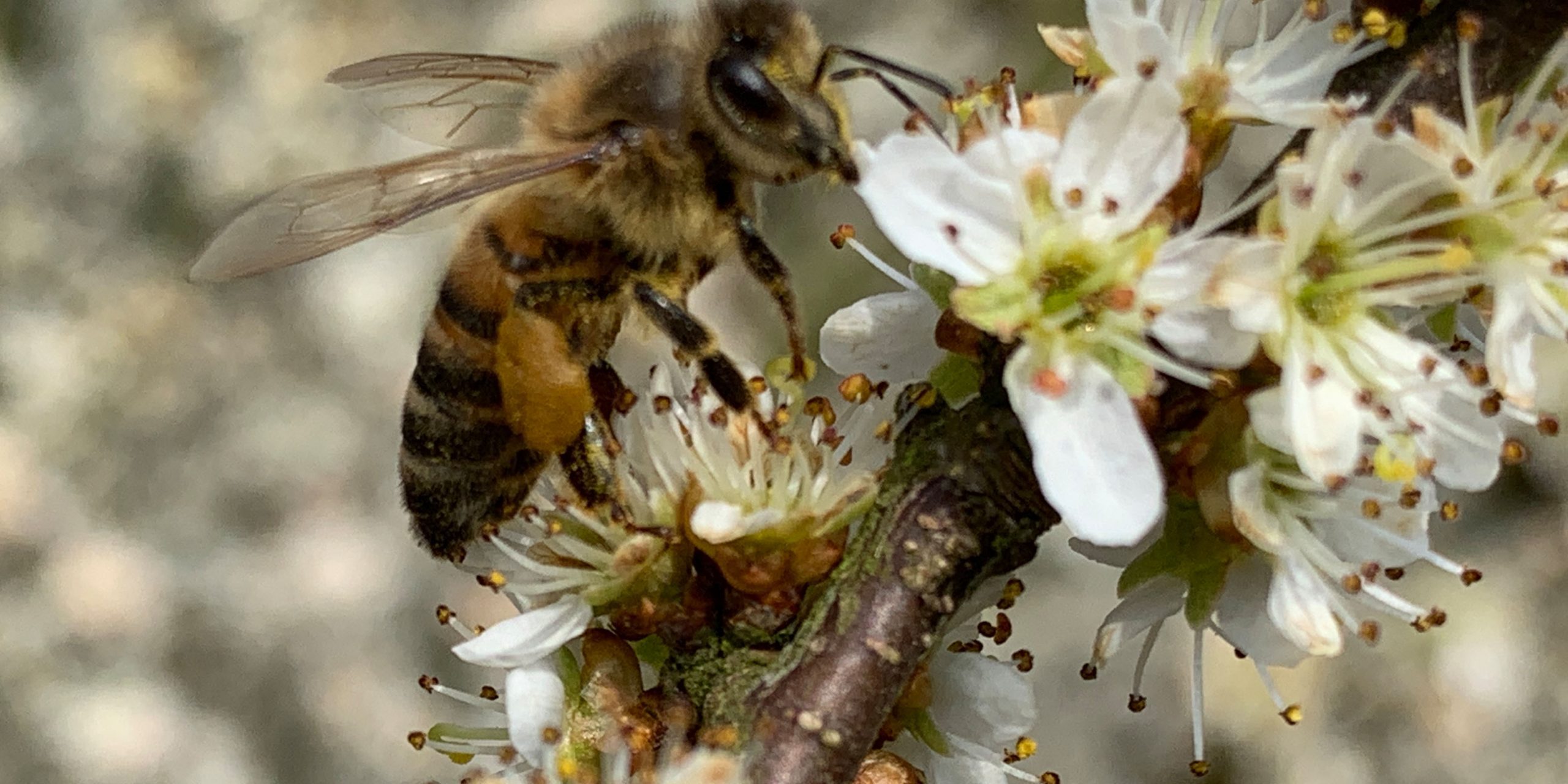 Biene auf Schlehenblüten