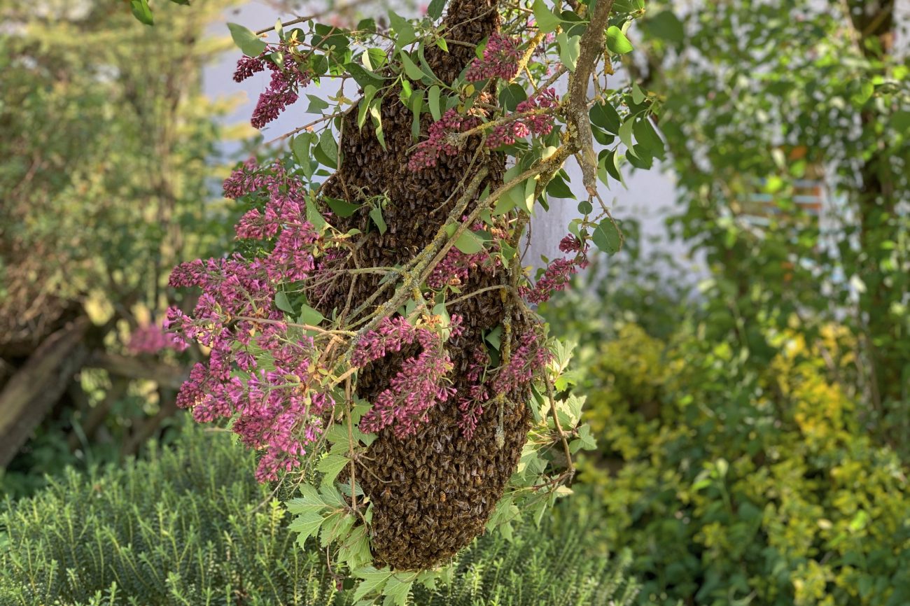Bienenschwarm im Strauch