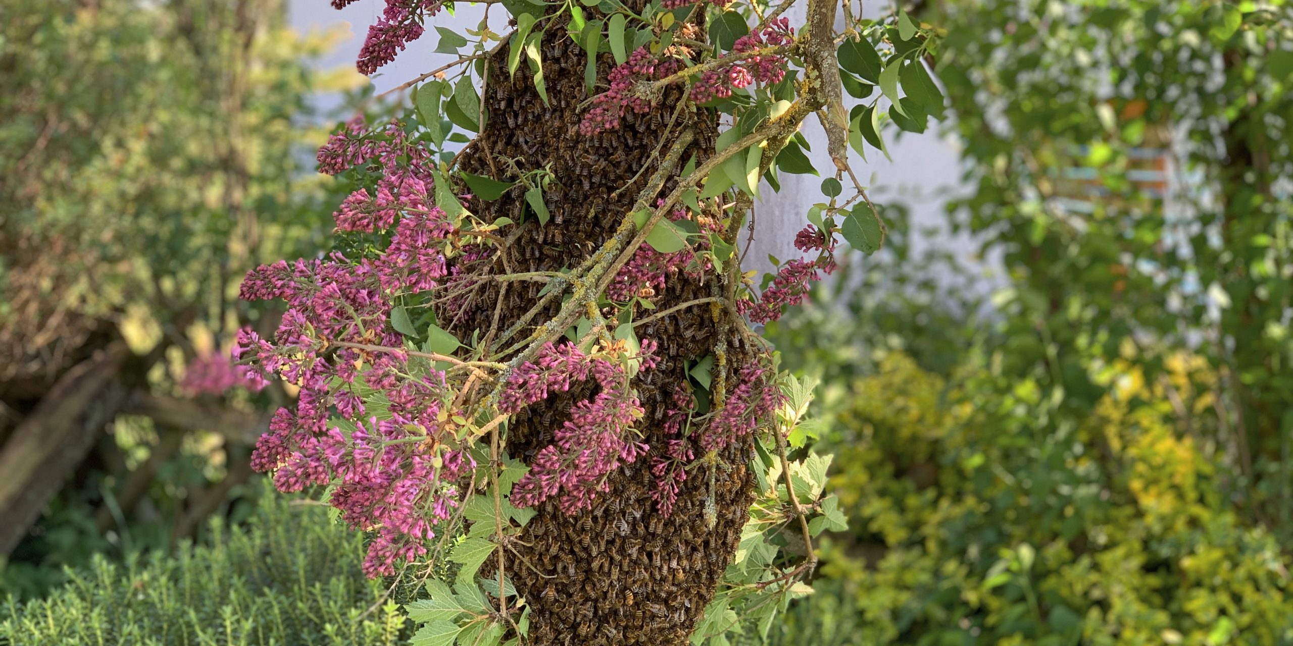 Schwarm Bienenschwarm im Strauch